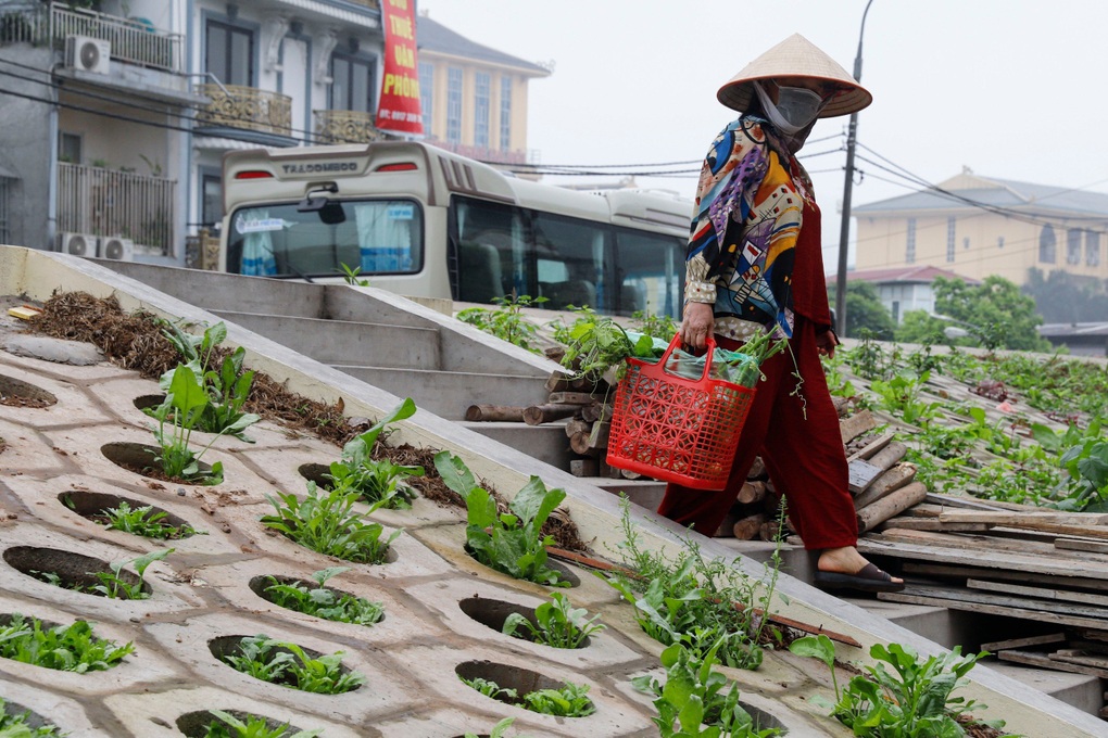 Người dân Thủ đô trồng rau sạch ở hốc bê tông bên triền đê - 2