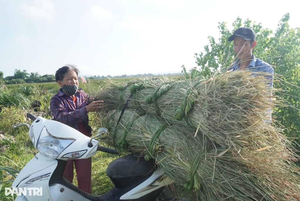 Đội nắng mót gon, nông dân ven đô thu nửa triệu đồng mỗi ngày - 11 Đội nắng mót gon, nông dân ven đô thu nửa triệu đồng mỗi ngày - 11