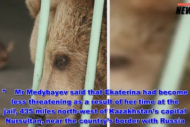 Gấu bị bỏ tù chung thân vì tấn công con người