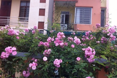 Ảnh dự thi số 12: Vườn nhỏ là "lá phổi lớn" của ngôi nhà