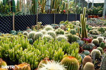 8X "chê" lương ổn định, về quê trồng cây toàn gai nhọn thu 500 triệu đồng