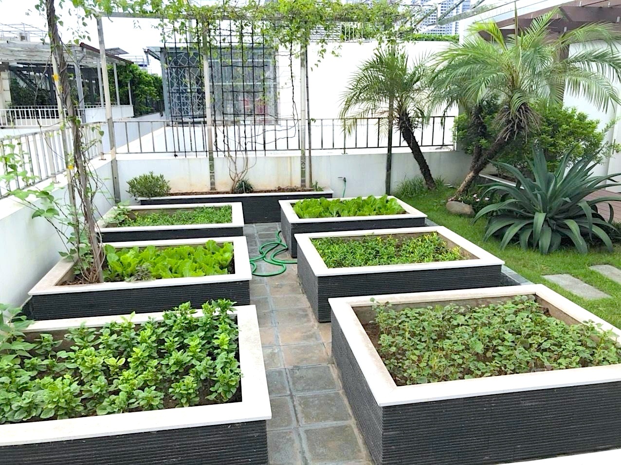 View - Hà Nội: Chồng thiết kế sân thượng 100m2 thành khu vườn trồng rau tặng vợ | Báo Dân trí