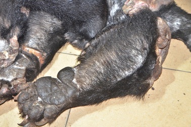 Bắt đối tượng vận chuyển thuê hàng chục chân tay gấu cho người Trung Quốc