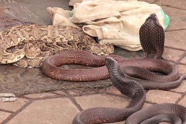 Xem màn thôi miên rắn giữa chợ vừa ma mị vừa rợn người