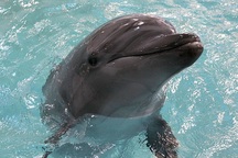 Nga có thể cử chiến binh cá heo làm nhiệm vụ đặc biệt ở Biển Đen