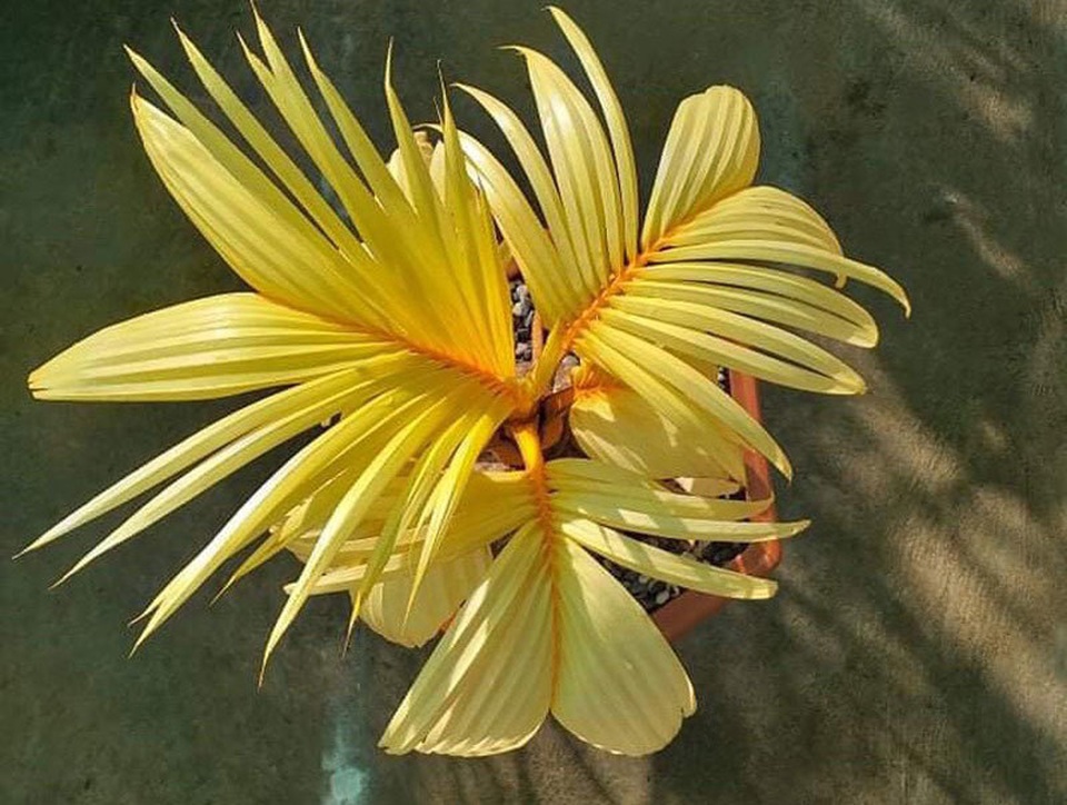 Dừa đột biến vạn cây có một, bỏ chục triệu đồng vẫn khó mua - 2 Dừa đột biến vạn cây có một, bỏ chục triệu đồng vẫn khó mua - 2