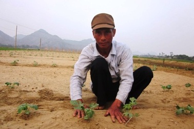 Người cuối cùng trồng dưa hấu trên “đảo Mai An Tiêm”