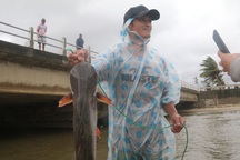 Bão tan, người dân hào hứng ra biển bắt cá... nước ngọt