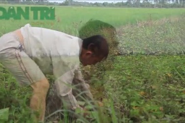 Điêu đứng, vỡ nợ vì khoai lang 500 đồng/kg