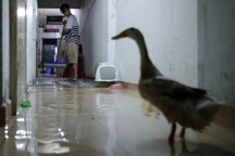 Vịt bơi vào nhà, đường biến thành "sông" sau mưa lớn ở TPHCM