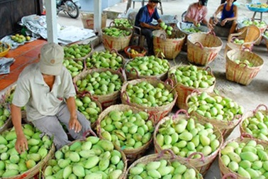 Trung Quốc nhập khẩu khoảng 70% rau quả của Việt Nam