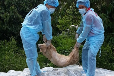 Dịch tả heo Châu Phi quay lại, nhiều hộ dân nuôi heo lo lắng