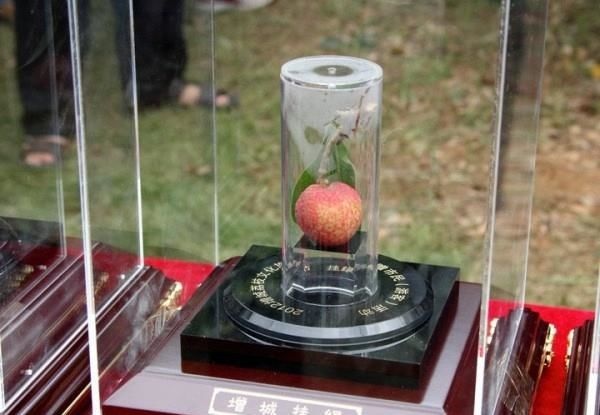 10 loại trái cây đắt nhất thế giới, có quả giá bằng chiếc xe hơi hạng sang - 1 10 loại trái cây đắt nhất thế giới, có quả giá bằng chiếc xe hơi hạng sang - 1