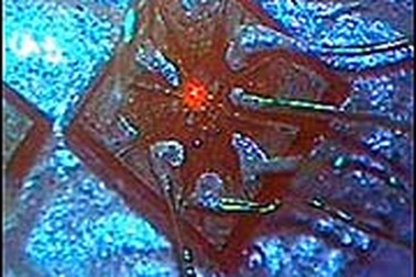 Kính hiển vi to bằng... sợi tóc