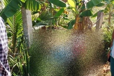 Vụ vợ chồng bị điện giật chết: Gia đình nạn nhân yêu cầu khởi tố vụ án