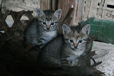 “Truyền kỳ” về một người yêu quý mèo 