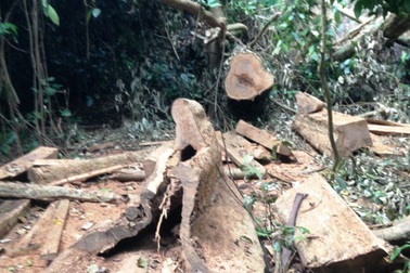 Tái diễn tình trạng “xẻ thịt” rừng đặc dụng trong VQG Cúc Phương