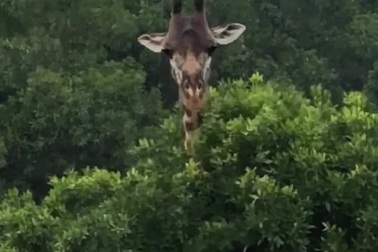 Bạn có biết hươu cao cổ gãi ngứa bằng cách nào?