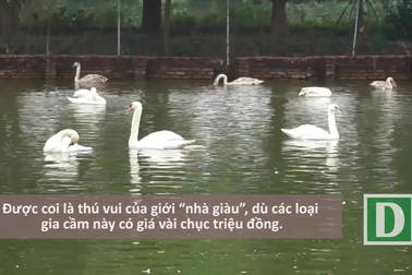 "Mục sở thị" trang trại thiên nga bán cho nhà giàu Hà Nội