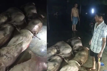 Thiệt hại cả đàn lợn trong 1 đêm, người nuôi ứa nước mắt