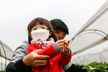 Mùa dịch Covid-19: Đưa trẻ đi hái dâu tây chín rộ ở Hà Nội