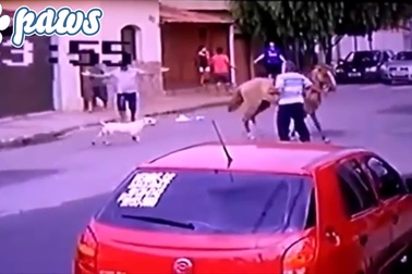 Cặp chó Pitbull hung hăng tấn công ngựa đua và cái kết