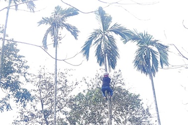 Thừa Thiên - Huế: Nhộn nhịp nghề leo cây cau hái trái bán ngày Tết