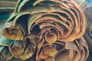 Dân biên giới xây nhà, sắm "xế hộp" nhờ loại cây chỉ lấy vỏ