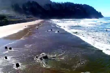 "Khu rừng ma" 2000 năm tuổi biến mất hàng trăm năm, đột nhiên xuất hiện trở lại