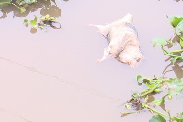 Đề nghị Bộ Công an điều tra, xử lý tình trạng vứt lợn bệnh ra môi trường