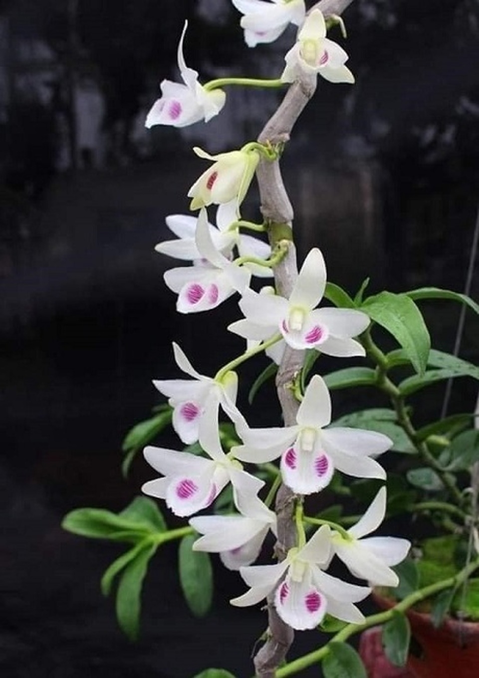 Chuyên gia sinh vật cảnh vén màn những giao dịch lan tiền tỷ: Sự thật bất ngờ - 3