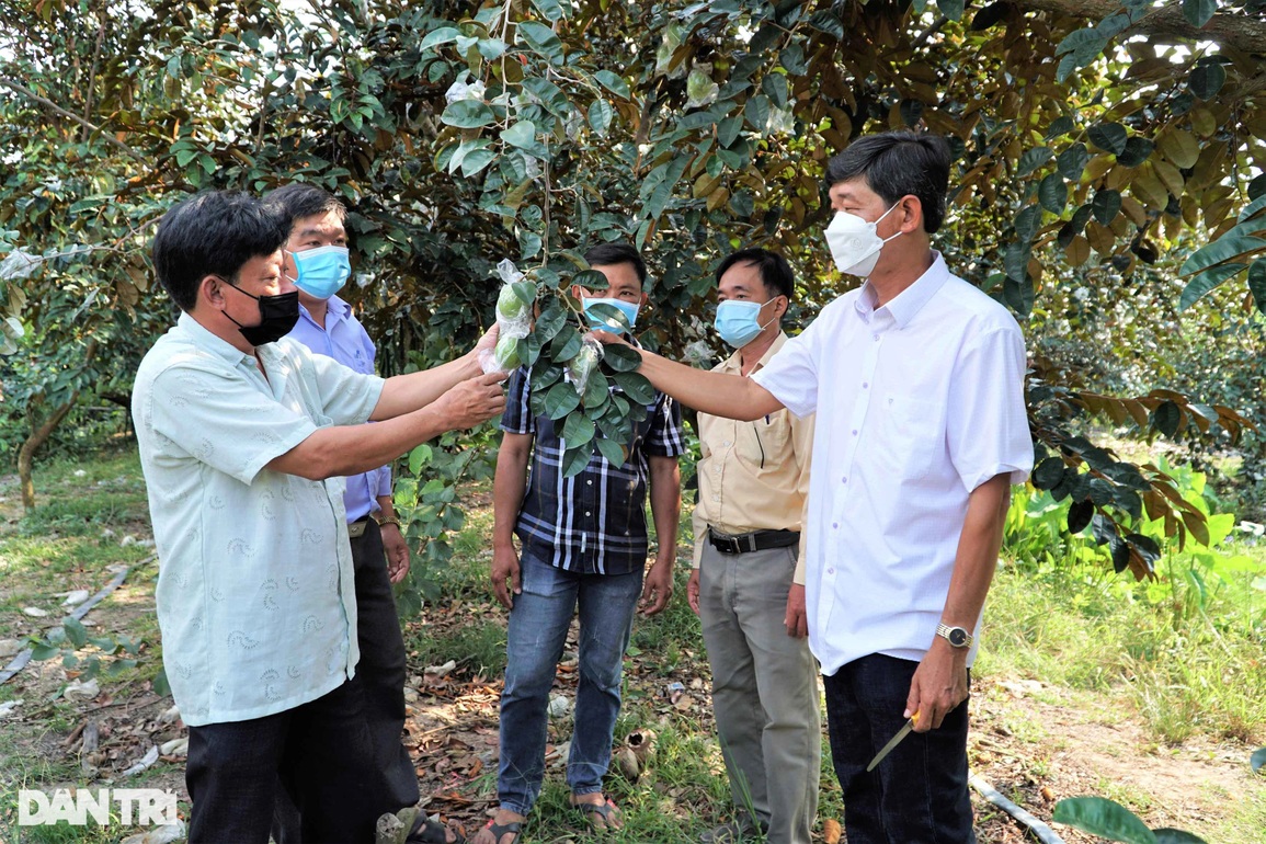 Trồng vú sữa lạ cho trái bốn mùa, anh nông dân rủng rỉnh thu 2 tỷ mỗi năm - 5 Trồng vú sữa lạ cho trái bốn mùa, anh nông dân rủng rỉnh thu 2 tỷ mỗi năm - 5