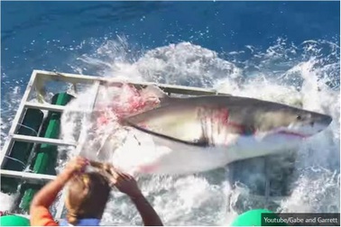 Khoảnh khắc kinh hoàng trước hàm cá mập