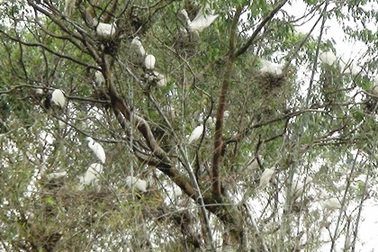 Nhức nhối nạn “hủy diệt” vườn cò rộng hàng chục nghìn m2