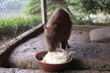 Hà Nội xuất hiện chuột khổng lồ nặng hơn 50 kg nuôi như nuôi lợn