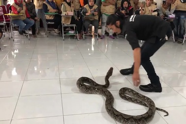 Chuyên gia bắt rắn bất ngờ bị trăn cắn nhập viện khi đang trình diễn
