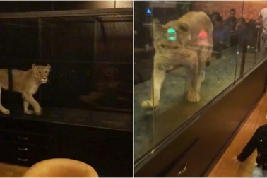 Clip sư tử bị nhốt trong lồng kính mua vui cho khách gây tranh cãi