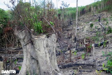Vụ rừng bị "cạo trọc", kiểm lâm không hay: Khởi tố vụ án "hủy hoại rừng"