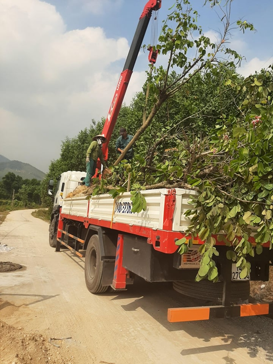 Hàng cây hoa ban tiền tỉ vô chủ: Sắp lộ diện người trồng? - 5 Hàng cây hoa ban tiền tỉ vô chủ: Sắp lộ diện người trồng? - 5