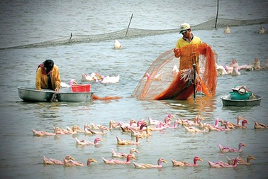 Mưu sinh mùa nước nổi