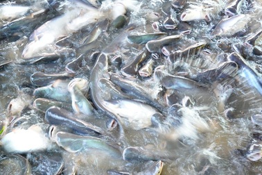 Lão nông bỏ hàng trăm triệu "dụ" đàn cá tự nhiên về nuôi như... thú cưng