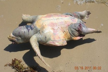 Hết cá heo lại đến rùa biển chết hàng loạt 