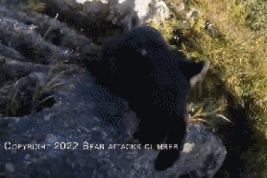 Bị gấu tấn công khi đang leo núi, người đàn ông may mắn thoát khỏi tử thần