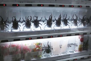 Những thứ kỳ lạ có thể xuất hiện trong máy bán hàng tự động tại Nhật