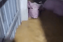 Lũ ập vào trang trại, cuốn trôi hơn 1.000 con lợn, nhìn chỉ biết khóc