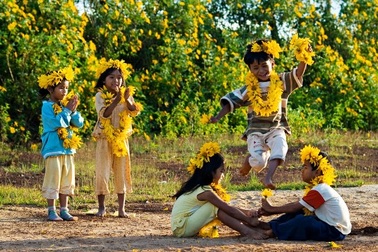 Hành trang đi ngắm dã quỳ sớm trên đất Ba Vì