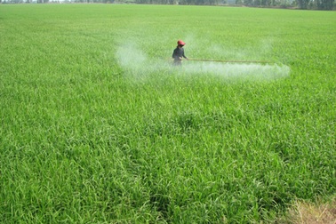 Về Đồng Tháp Mười nghe chuyện sạ lúa bằng... máy bay 