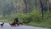 Sói lửa bao vây và săn con mồi cỡ lớn