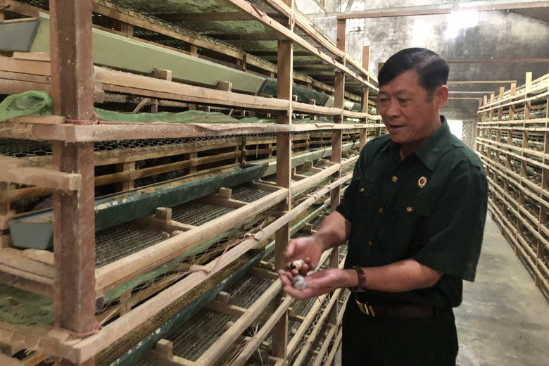 Thu tiền tỷ từ thứ chim bé như nắm tay, đẻ trứng thì thôi rồi - 1 Thu tiền tỷ từ thứ chim bé như nắm tay, đẻ trứng thì thôi rồi - 1