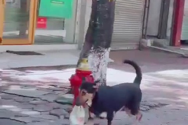 Chú chó thông minh… đi mua bia giúp chủ trong "mùa giãn cách"